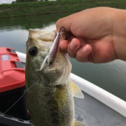 謎のボイル多発! 魚に翻弄された桜池