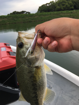 謎のボイル多発! 魚に翻弄された桜池