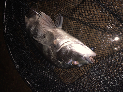 大雨ナイトチニング！