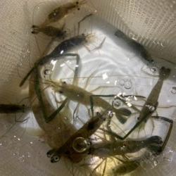 大雨注意でのぶっ込み釣り