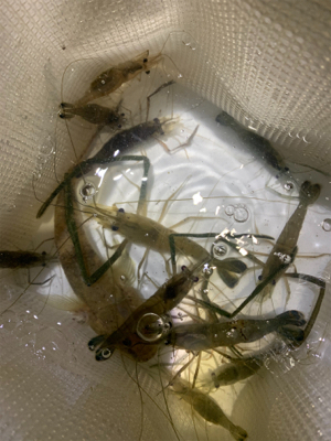 大雨注意でのぶっ込み釣り