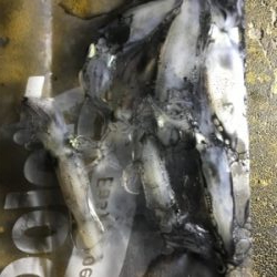 夏 ヒイカ調査(^.^)