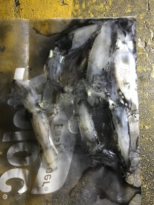 夏 ヒイカ調査(^.^)