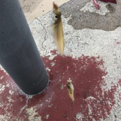 須磨でキス釣り