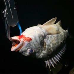 雨後爆!チヌ9枚、シーバス1匹!