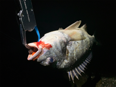 雨後爆!チヌ9枚、シーバス1匹!