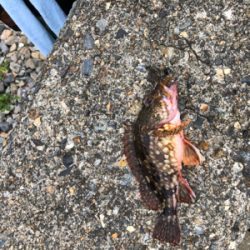 親父たちの釣行‼️舞鶴ランガン編‼️