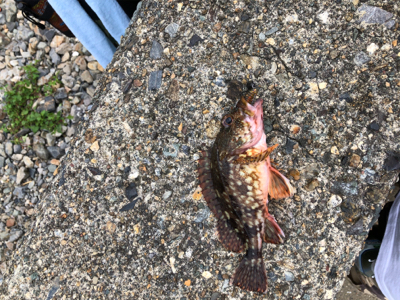 親父たちの釣行‼️舞鶴ランガン編‼️