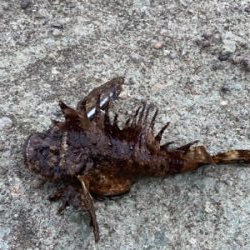 初のショアジギングでヒラメ