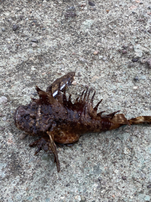 初のショアジギングでヒラメ