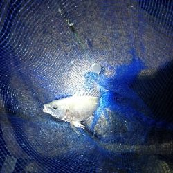 チヌ　キビレ祭り