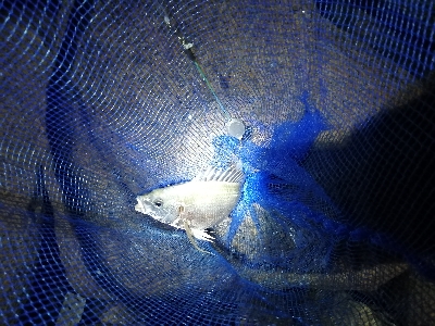 チヌ　キビレ祭り