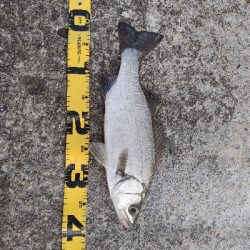 エバことメッキ釣り