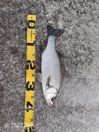 エバことメッキ釣り