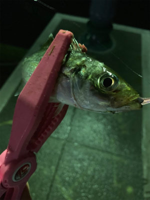 癒されアジング♪♪