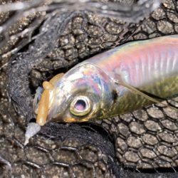 淡路島でアジング好調♪♪