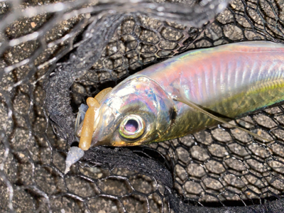 淡路島でアジング好調♪♪