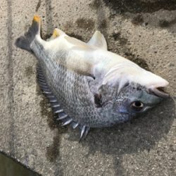 雨後濁りがいい感じ！