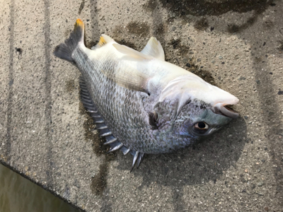 雨後濁りがいい感じ！