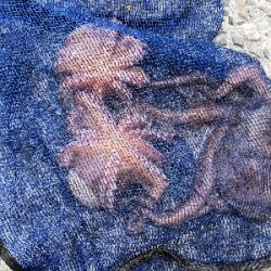 オクトパッシング終盤戦