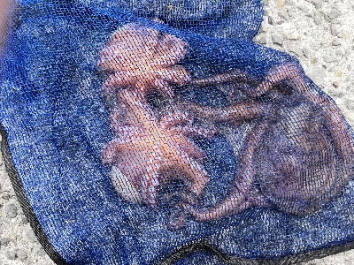 オクトパッシング終盤戦