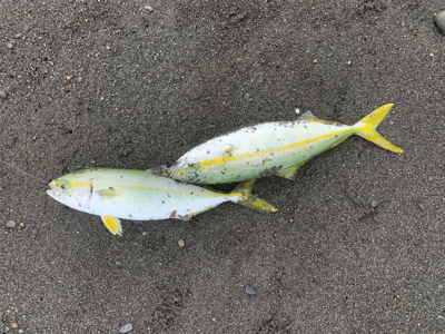 まだまだ小さい