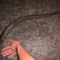 まさかまさかの化けアナゴ