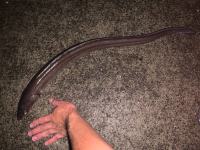 まさかまさかの化けアナゴ