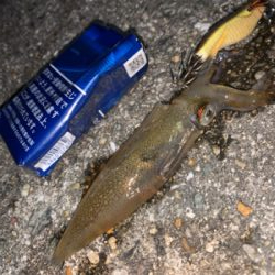 ケンサキイカ②