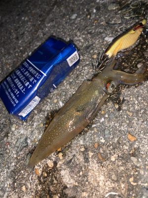 ケンサキイカ②