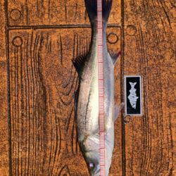 ナイトシーバスでまさかの(笑)