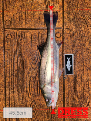 ナイトシーバスでまさかの(笑)