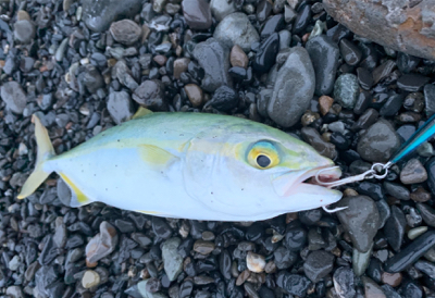 サイズがいまいち>_<