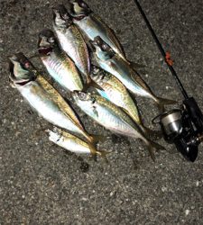 アジングナイト☽