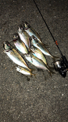 アジングナイト☽