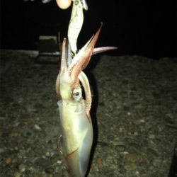 ケンサキイカ調査(^.^)