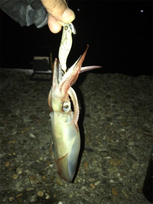 ケンサキイカ調査(^.^)