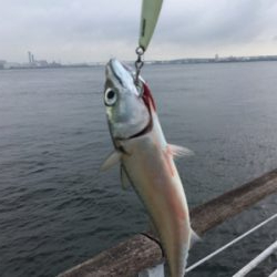 今朝も小鯖は場所次第で爆釣w