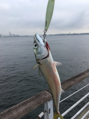 今朝も小鯖は場所次第で爆釣w