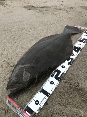 久慈川河口で小座布団GET