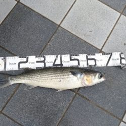 7/5釣果○尺アジ釣れだしました！チヌツバスグレガシラボラ