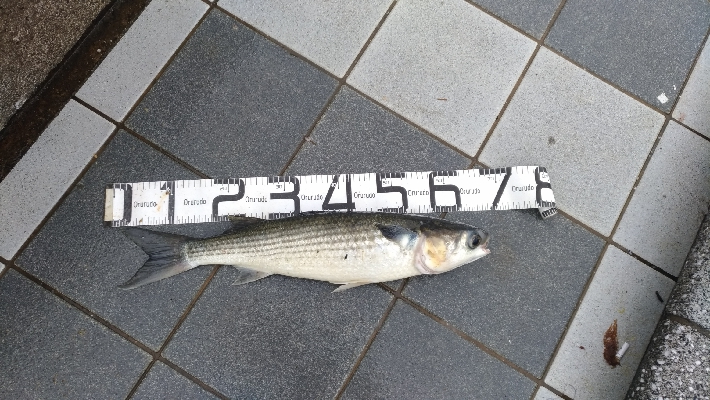 7/5釣果○尺アジ釣れだしました！チヌツバスグレガシラボラ