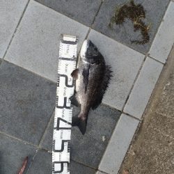 7/19釣果尺アジチヌバリグレツバス