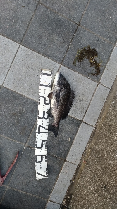 7/19釣果尺アジチヌバリグレツバス