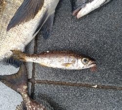 7/24釣果チヌバリムツツバス小サバ