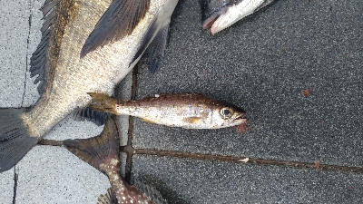 7/24釣果チヌバリムツツバス小サバ