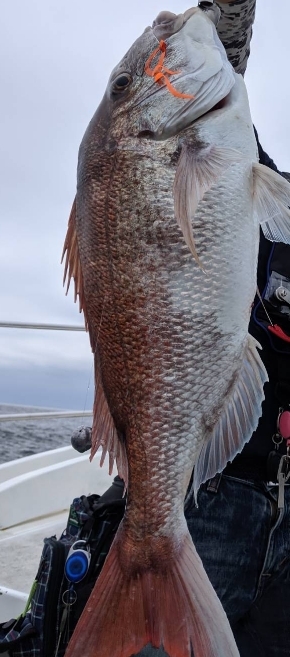 ナナマル出現！海豚にてタイラバ！