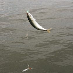 アジ サバ カタクチイワシ