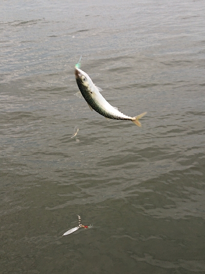 アジ サバ カタクチイワシ