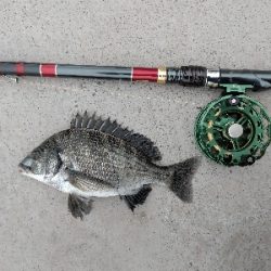 年無しに あと1cm